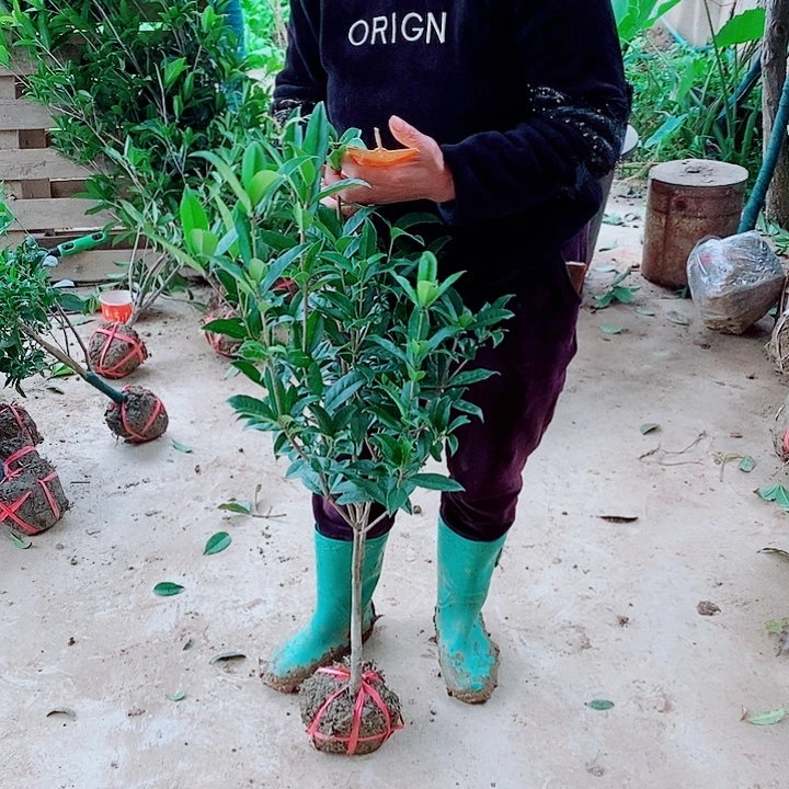 佳***佳完全开放1左右血桂