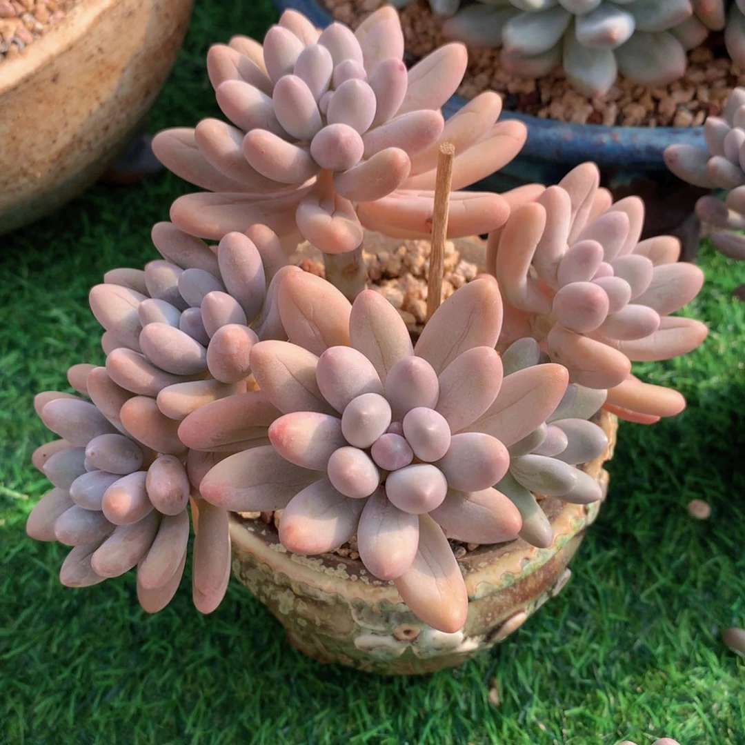 汤圆13 公分一物一拍