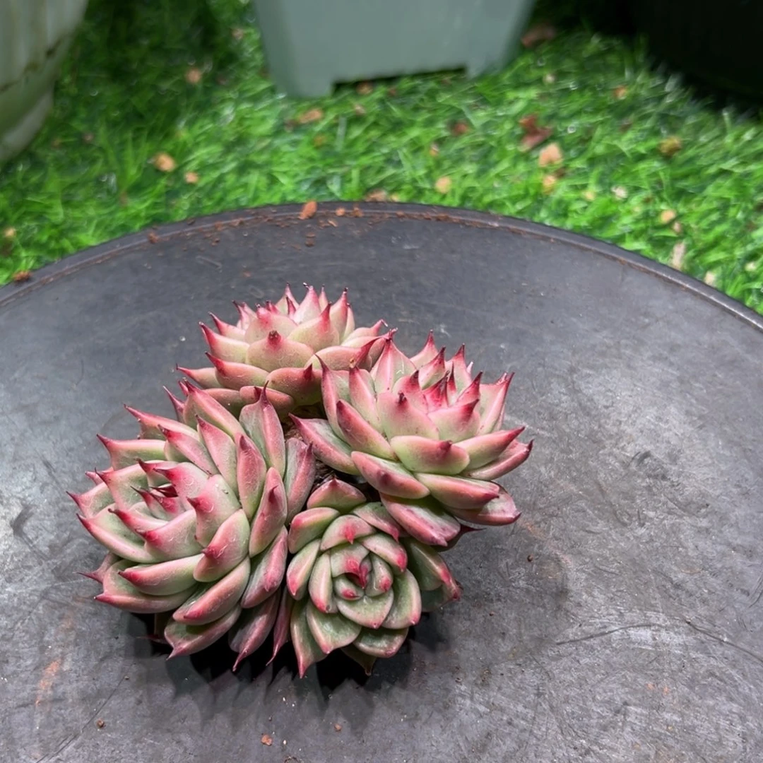 四头托斯卡内利，一物一拍