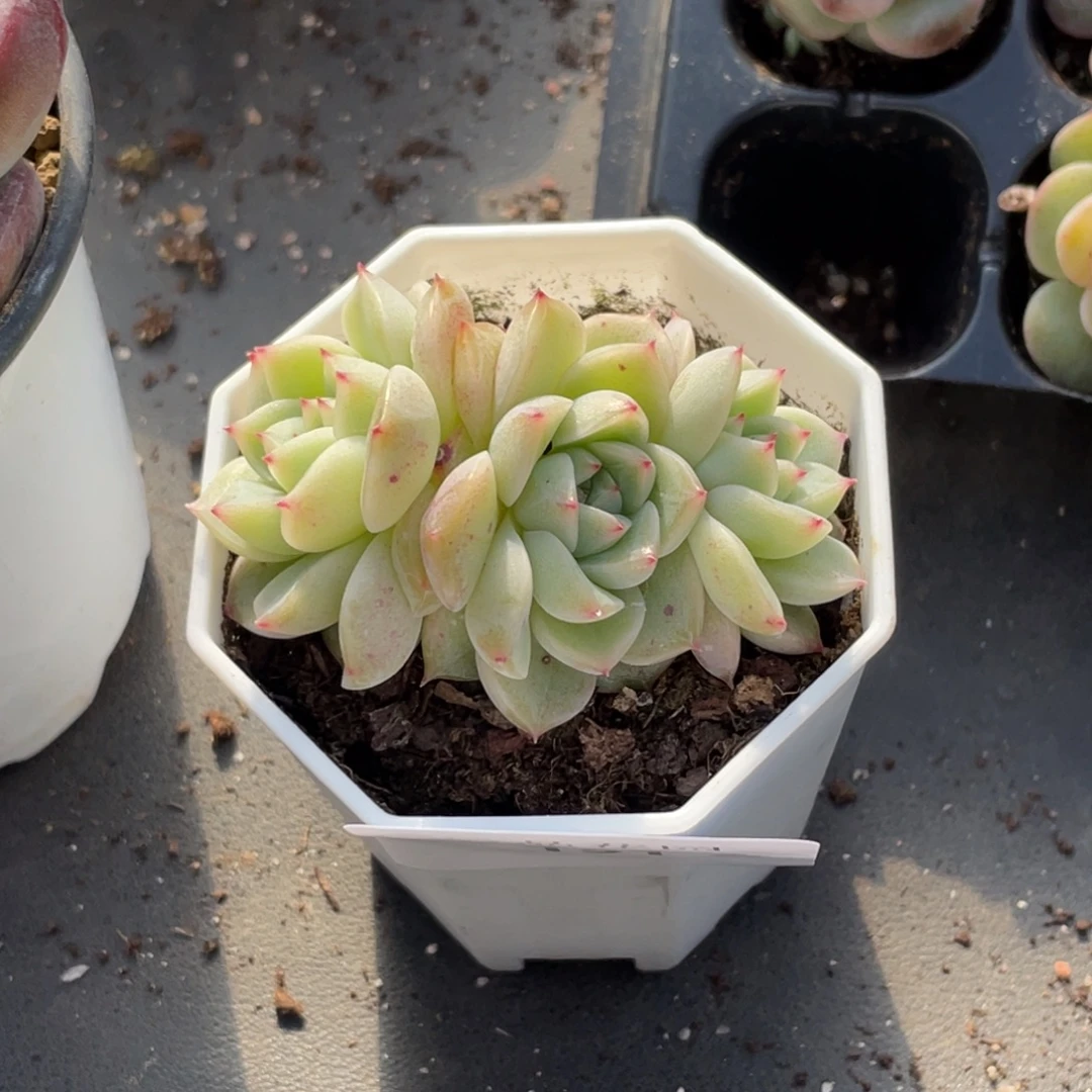 喵***喵151号糖心冰心珍妮