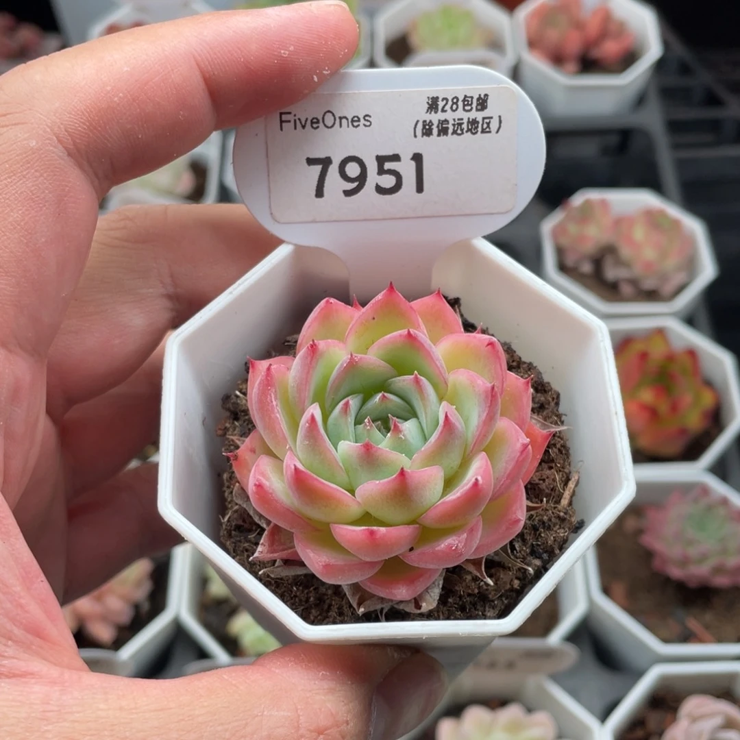 粉水晶7951-4.5厘米