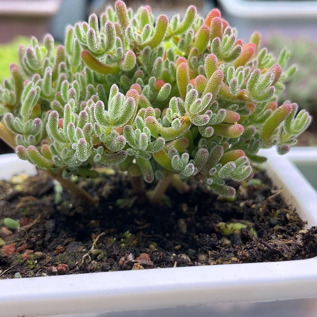 46冰晶优选枝干番杏