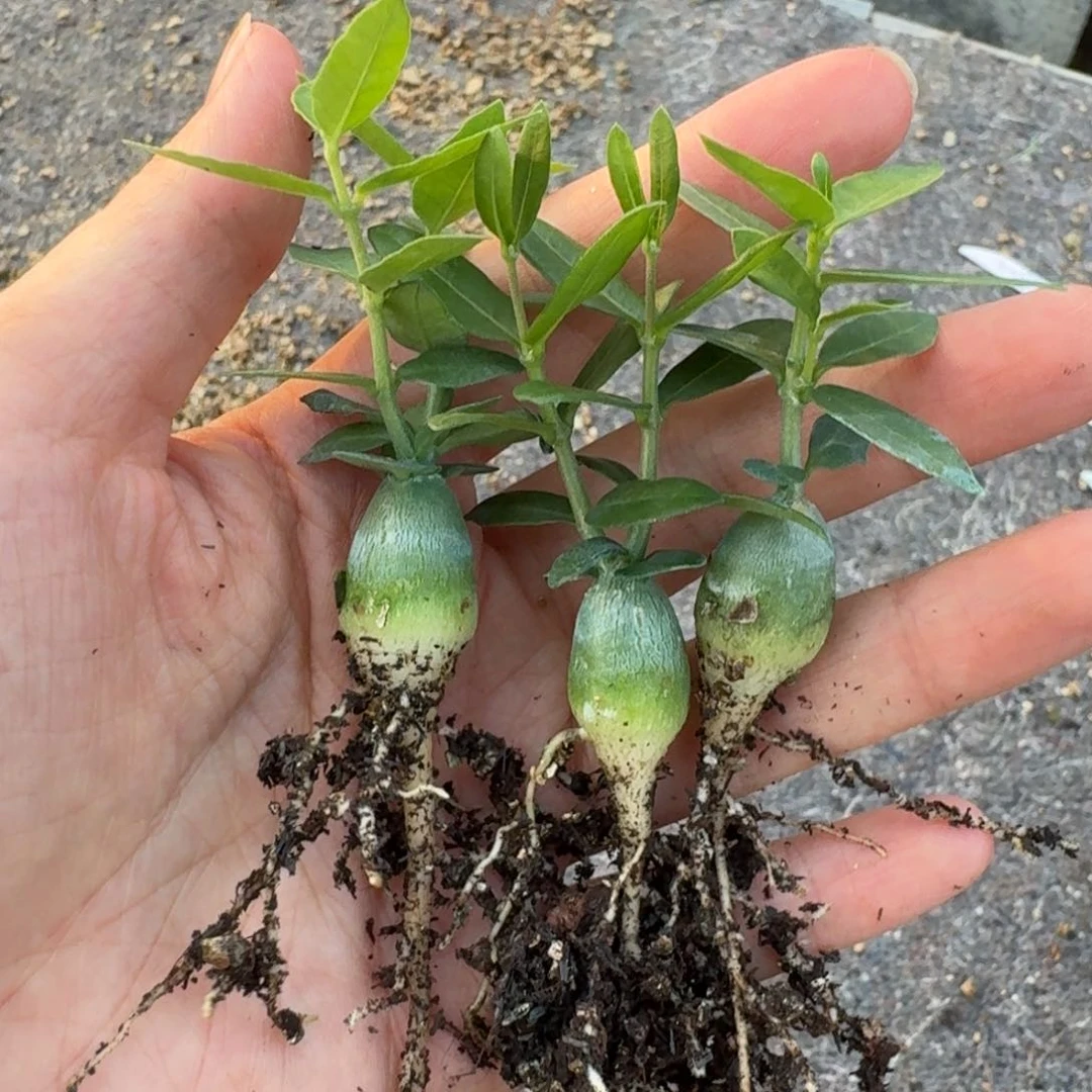 实生火星人一物一拍多肉植物
