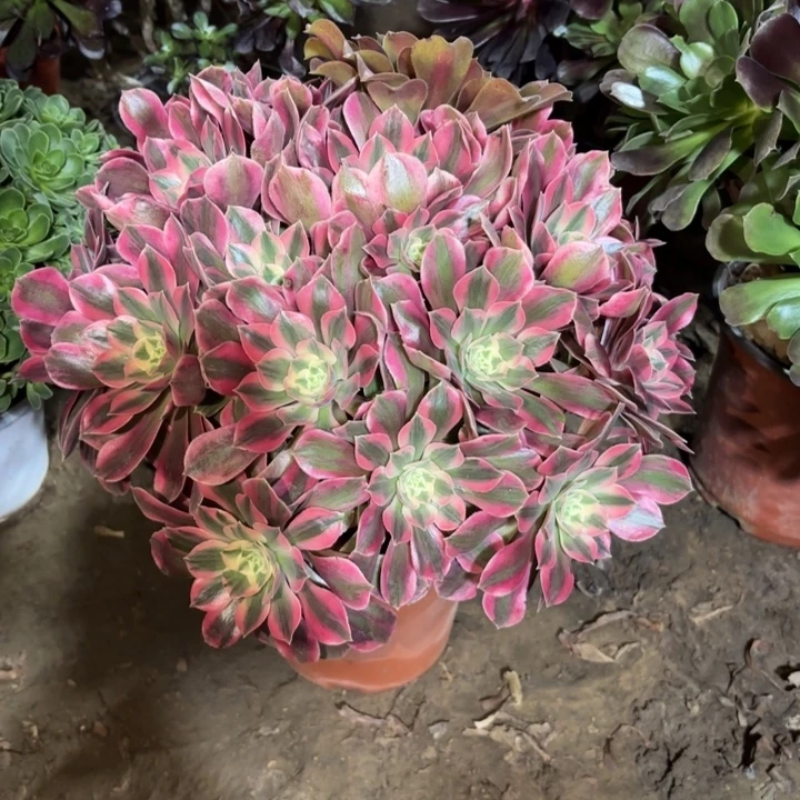 多肉植物法师女郎30