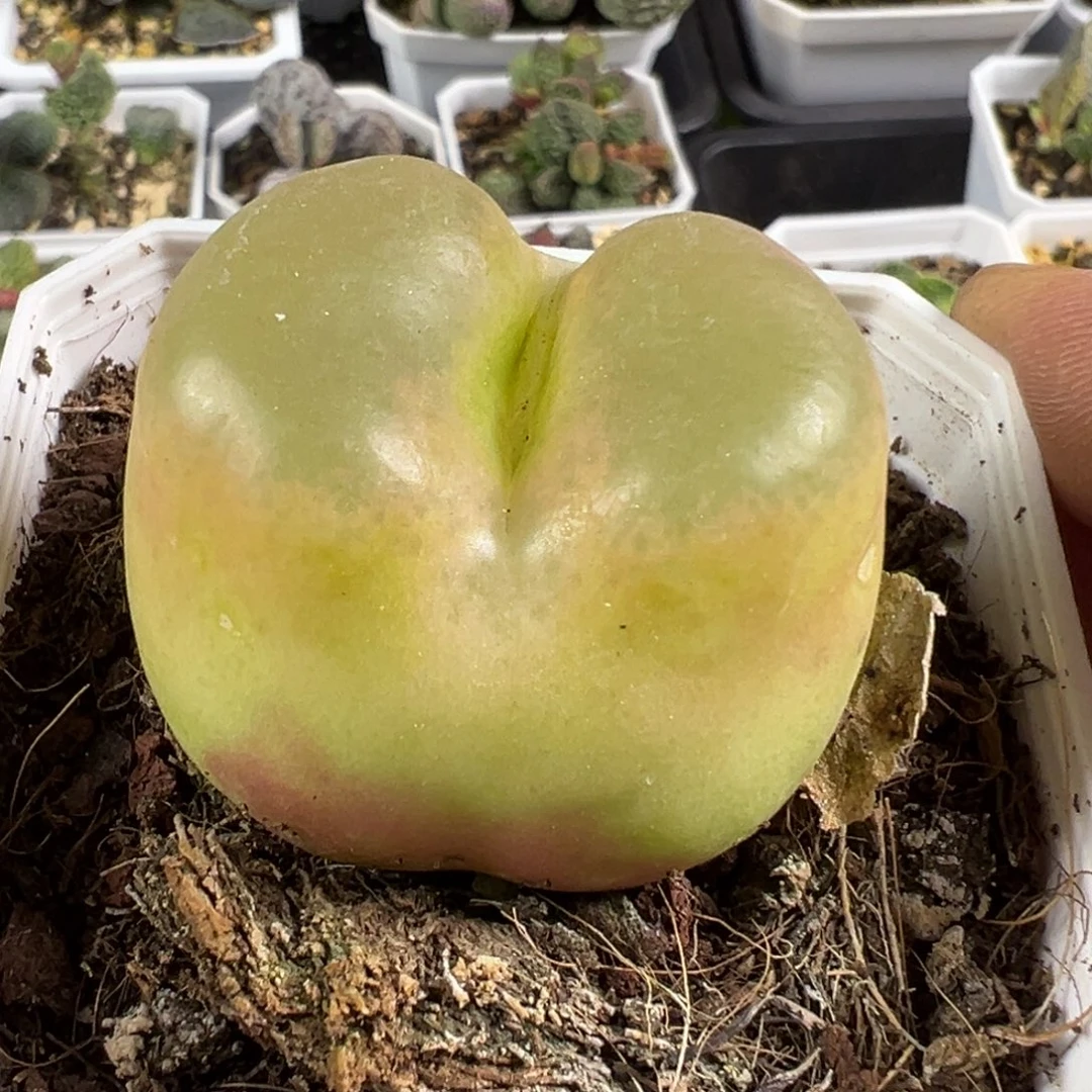 老母本毛汉尼4厘米多脱土发