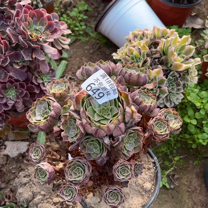 649万拉丝手捧1北