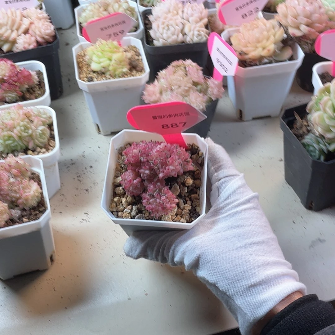 雾*～优选麦秆福利887