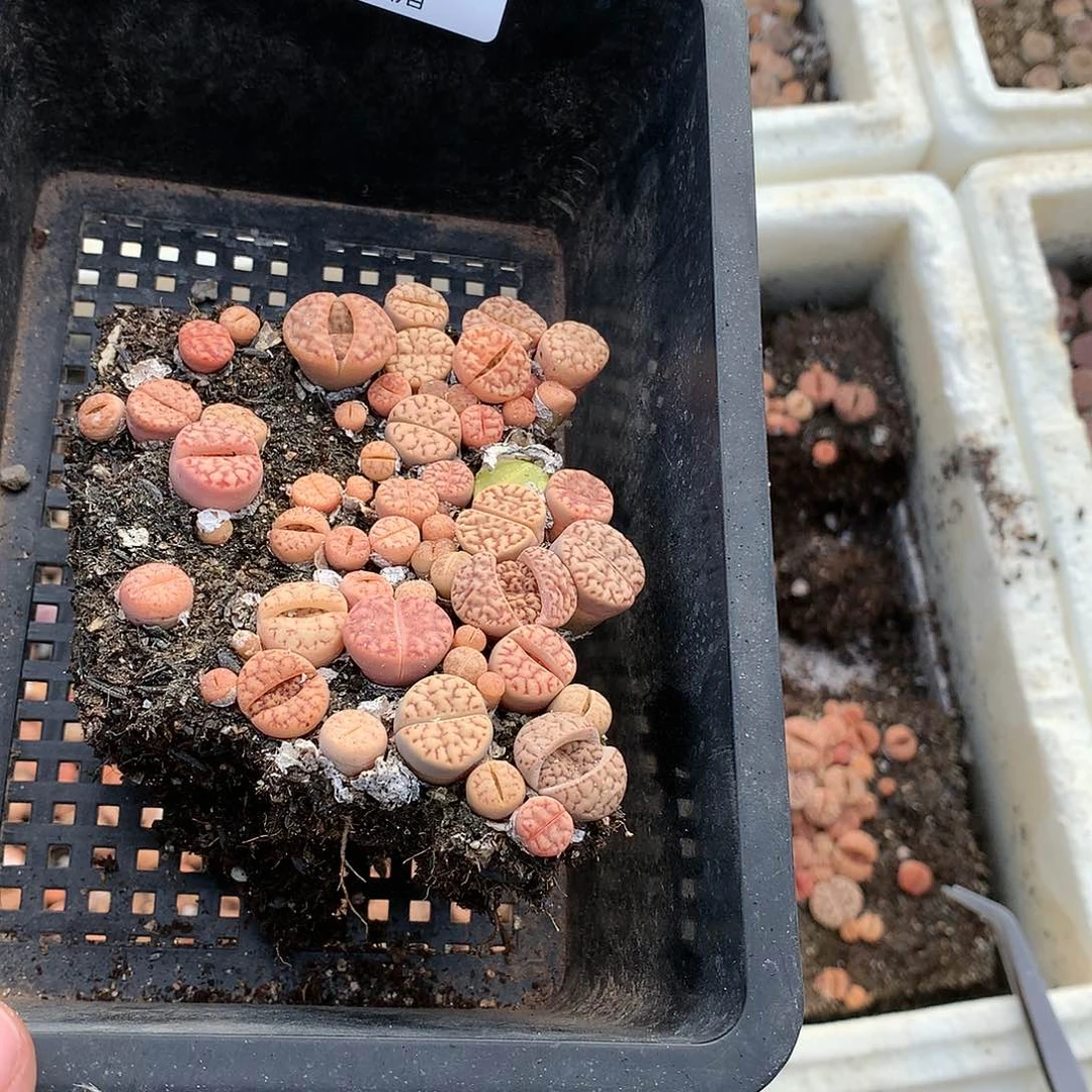 豆***C476多肉植物保护