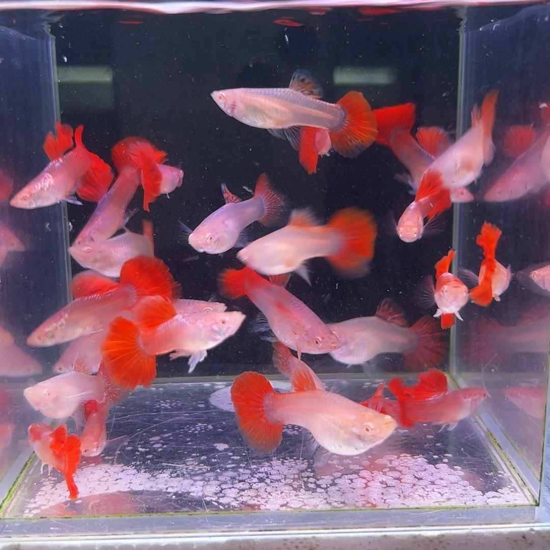 孔雀鱼福利折扇白子6对