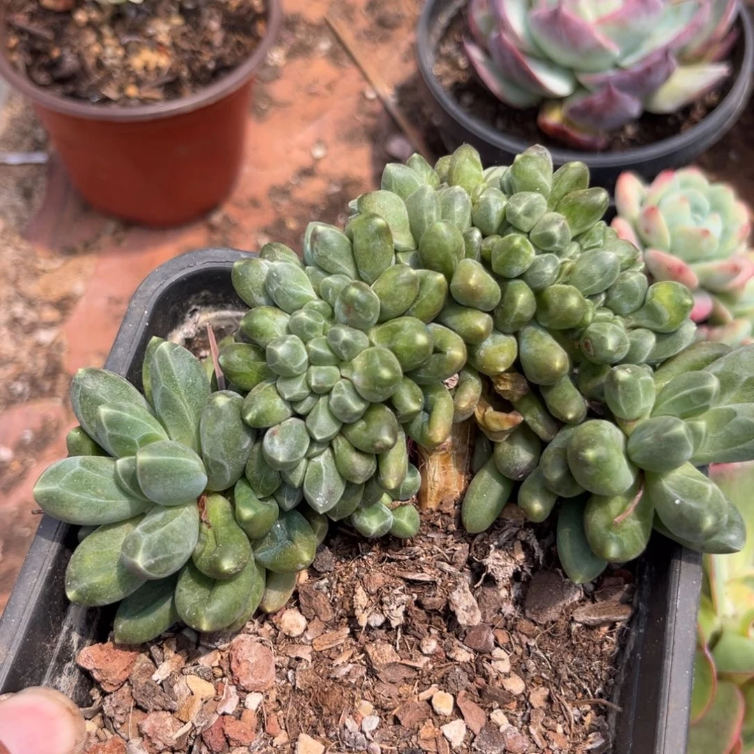 千代田缀惊鸿一瞥多肉植物