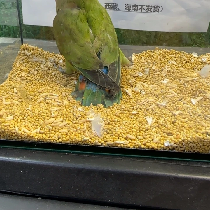 虎皮鹦鹉大头虎皮鹦鹉