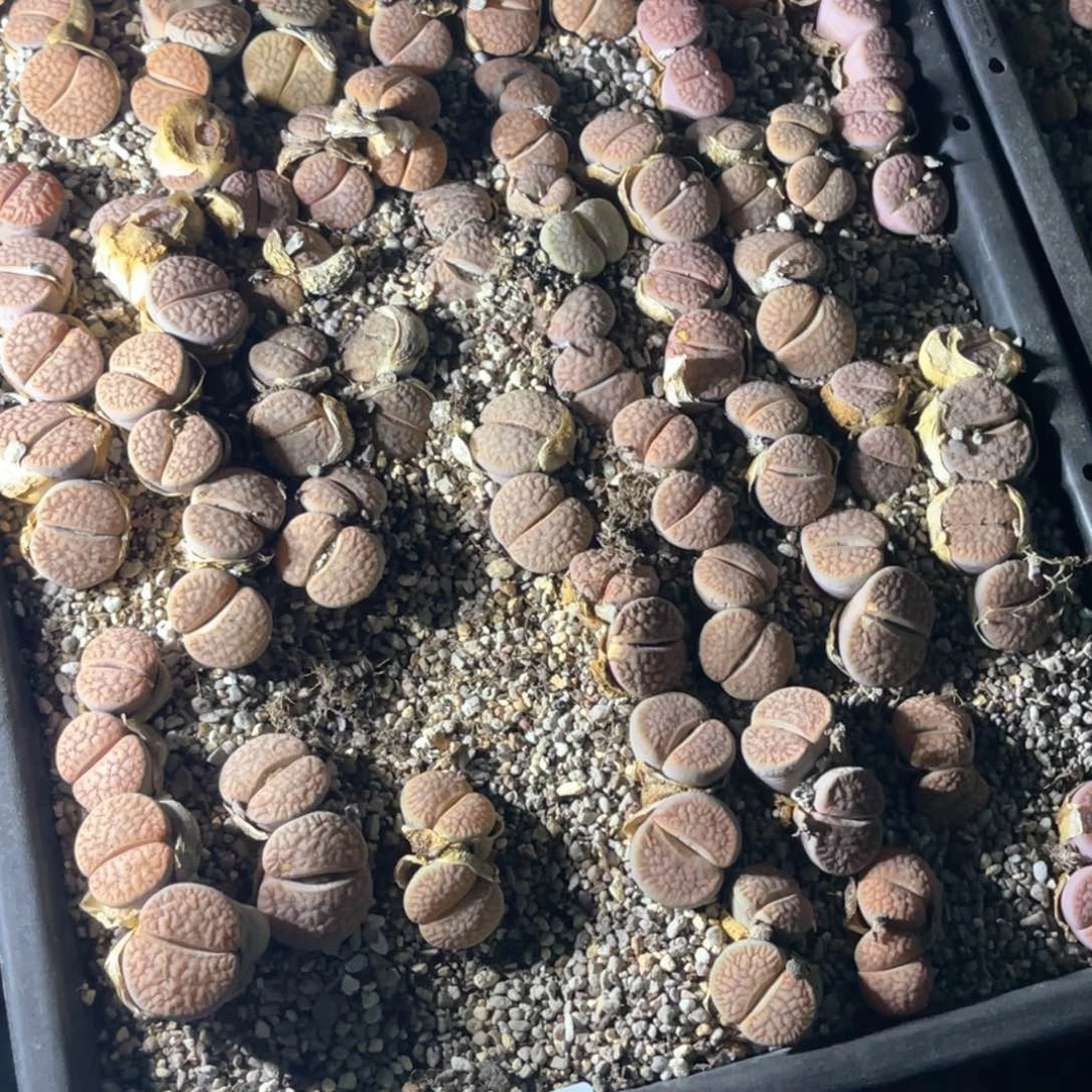 是***。9576福利筐1不售后