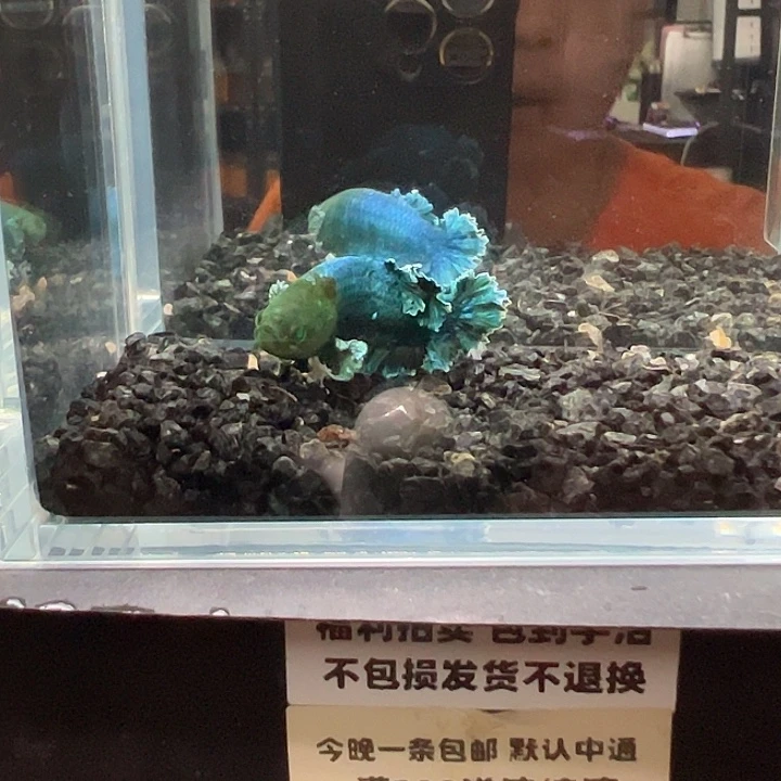 斗鱼竞拍跑单拉黑27号141