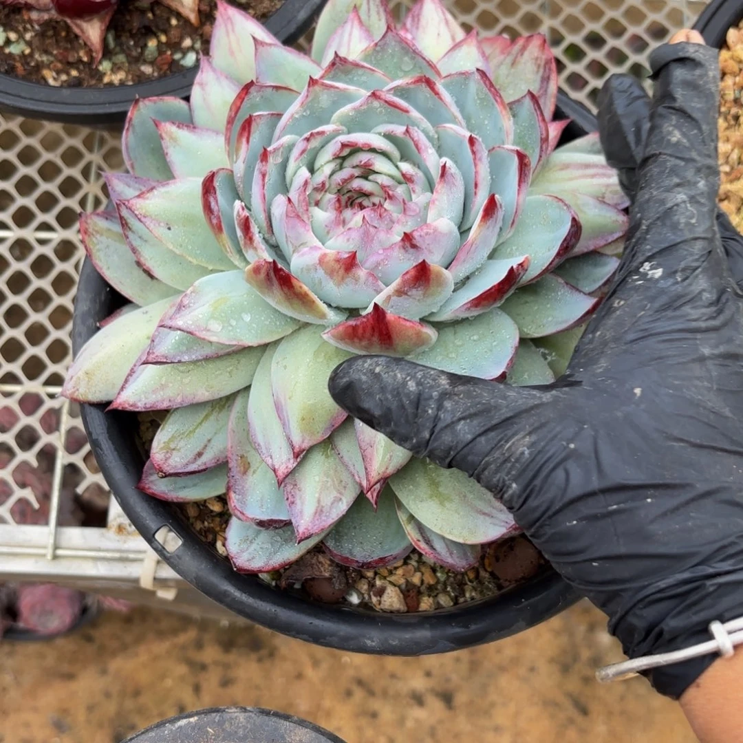 杨***扬哈哈就哈哈回家男男女女男男女女