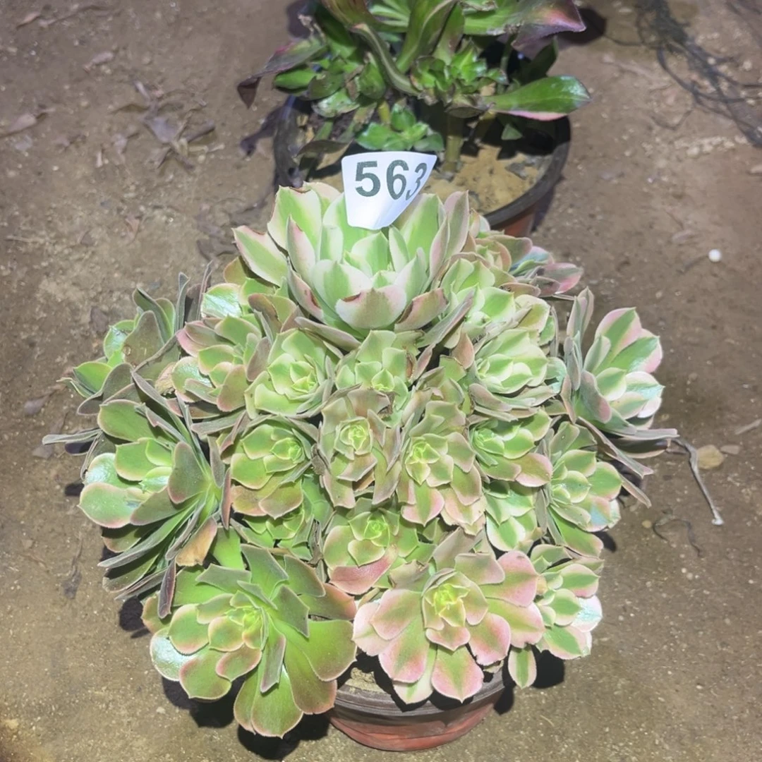 香妃多肉法师563号