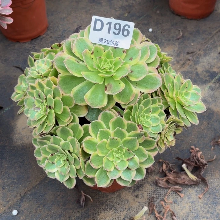 瑞妈多肉园艺196粉海王