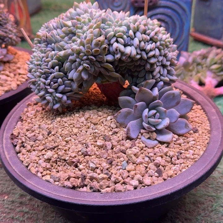 星影树缀无砍叶插
