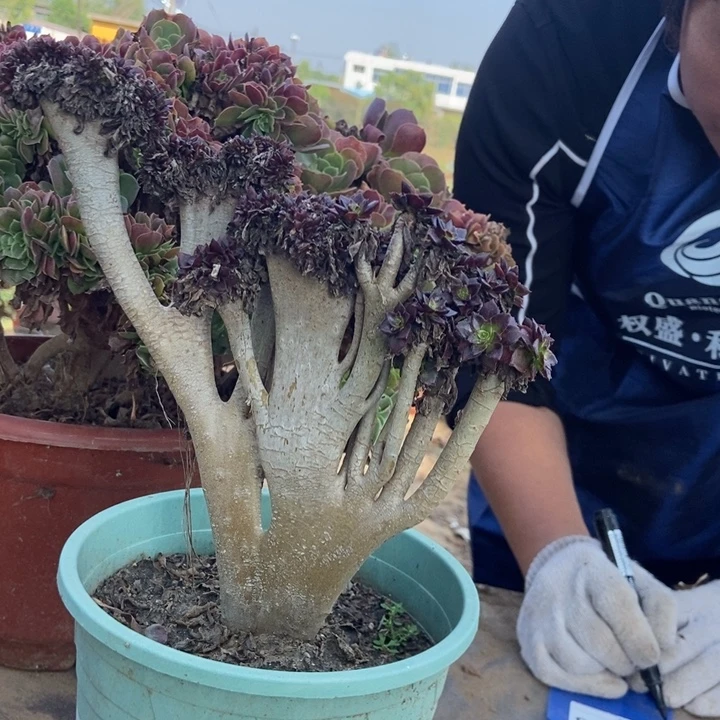蔓***姐108笑呵呵小黑豆小黑豆