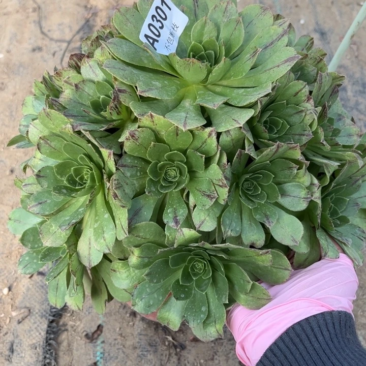 301 多肉法师不包断枝