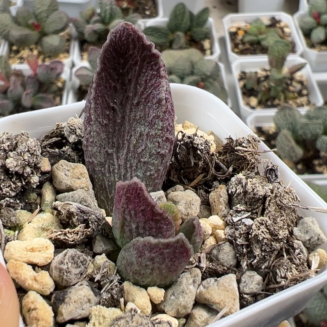 哈莫猪肝大苗多肉植物