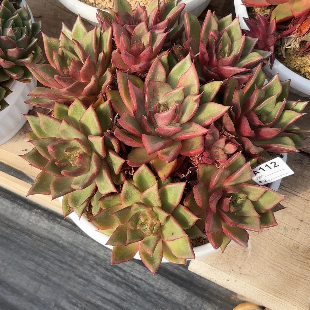 若如东云单拍A112