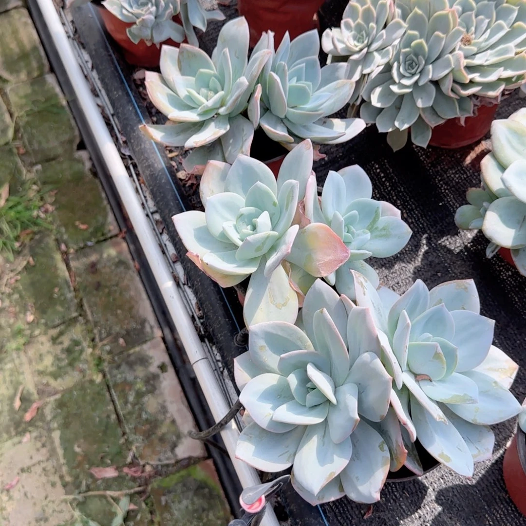 无花朵奶茶大双头