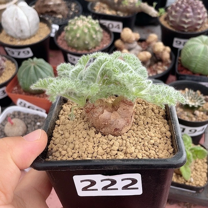 222羽叶杨葵块根植物