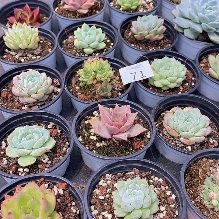 71 多肉植物盆栽花卉