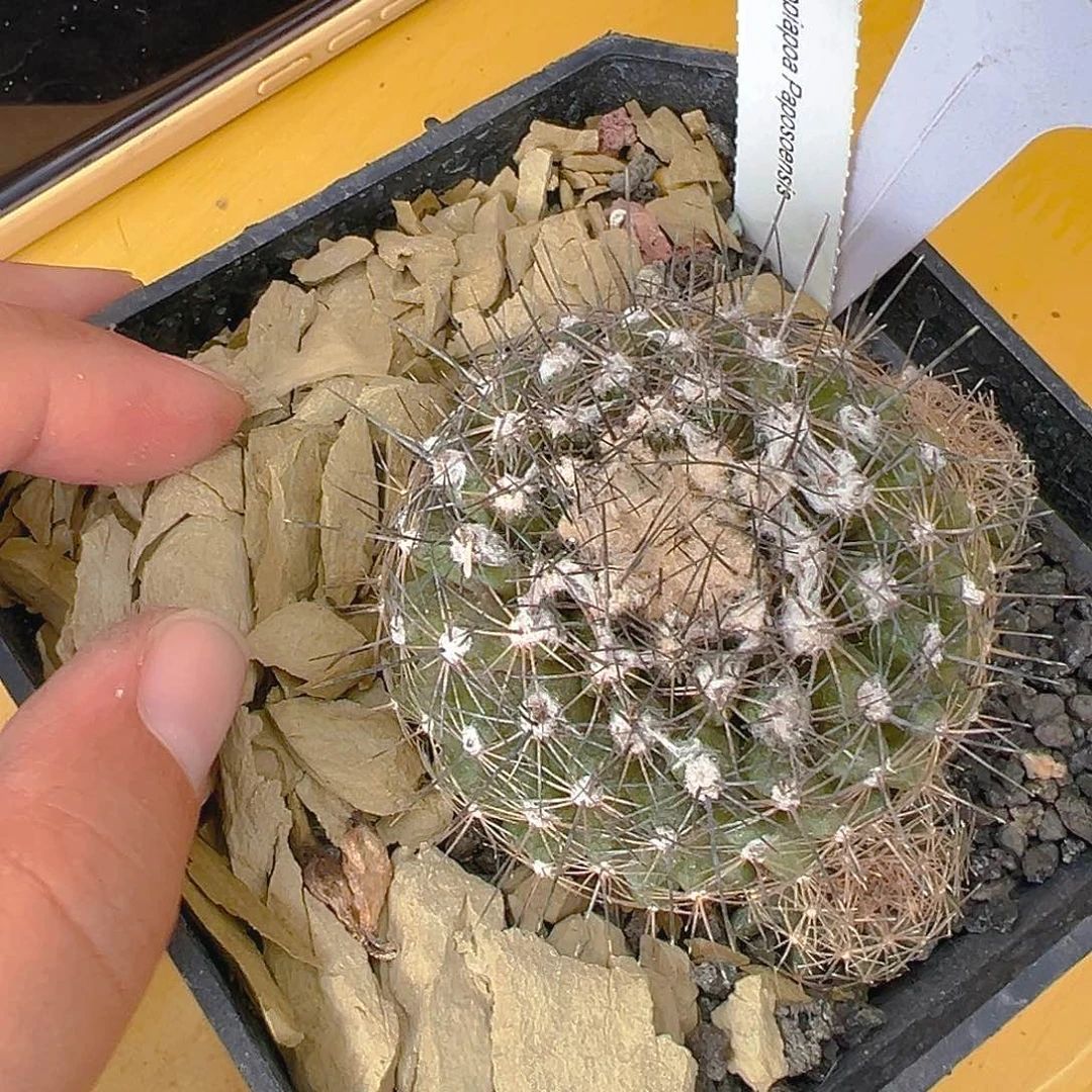 7707龙爪实生裸根发货