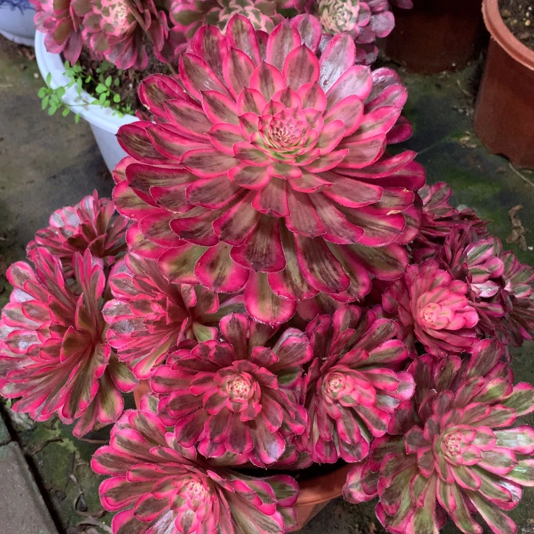 白月光，少个小朵朵