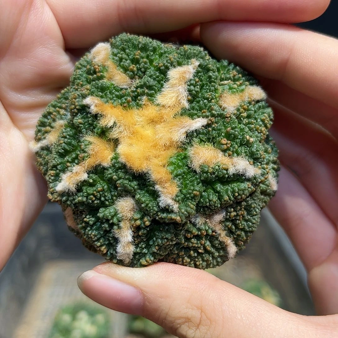 5.8cm自根好好龟甲牡丹萝卜根微损
