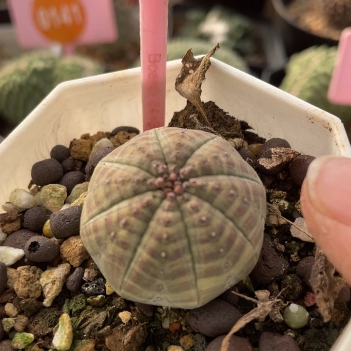 实生布纹球一棵2856000