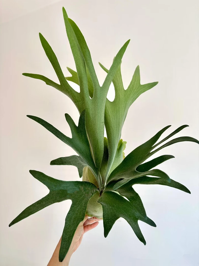 二岐鹿角蕨好养绿植盆栽室内茶室盆景网红植物热植高级感加湿空气