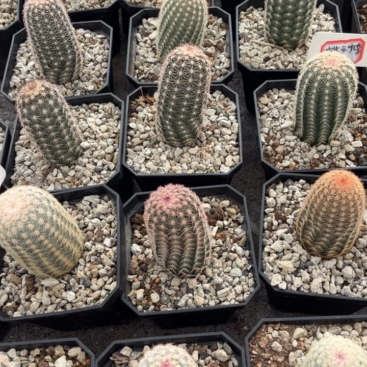 实生三光杂皮实好养可挑选