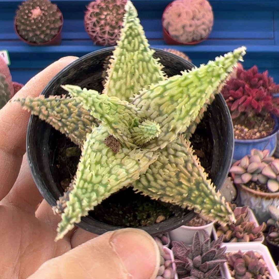 七彩芦荟。          