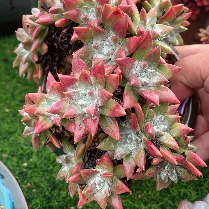 福利粗桩福利粗桩