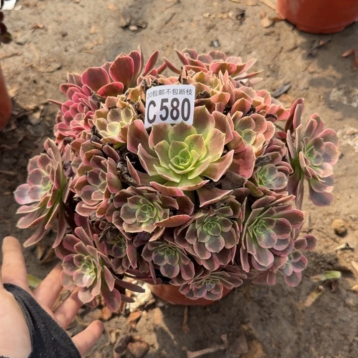 凤冠……多肉植物……