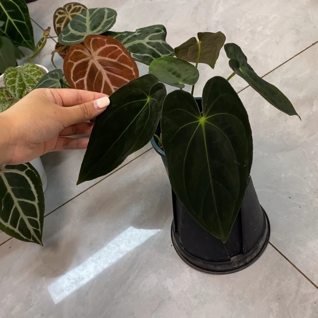 不开花植物加通湖papi（3株）