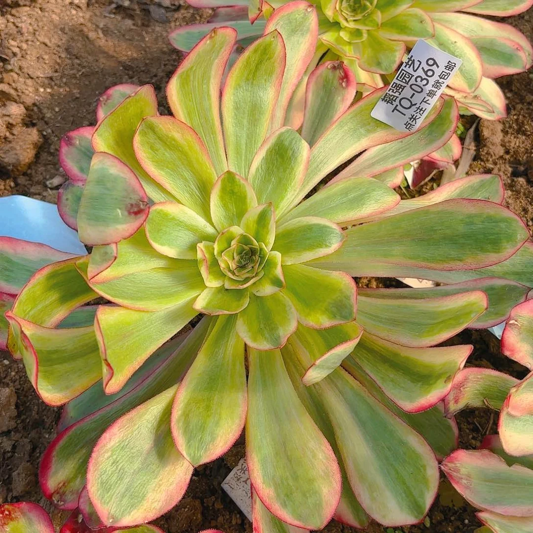 无毒锦多肉植物369