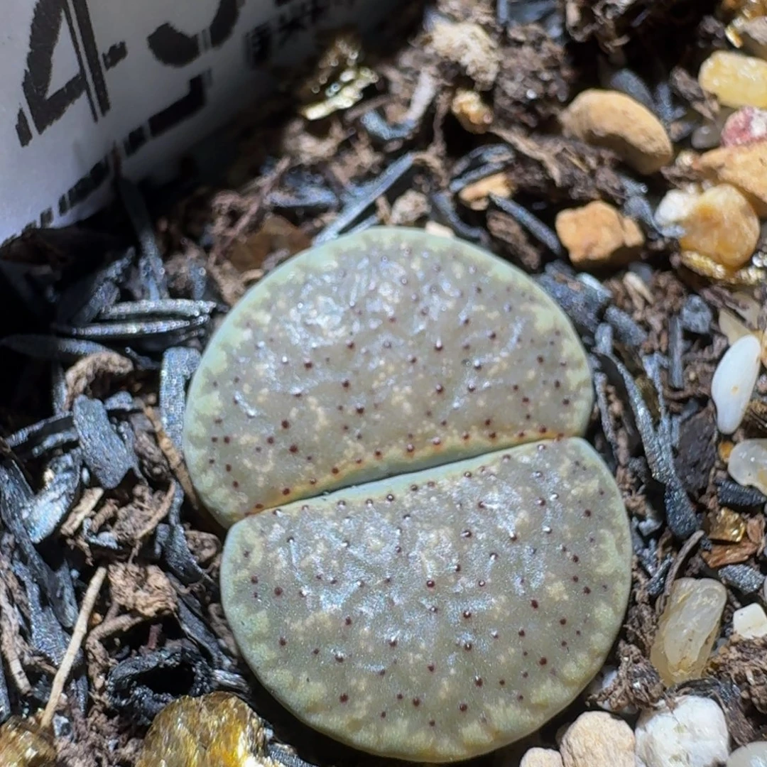 Ssss精品生石花432