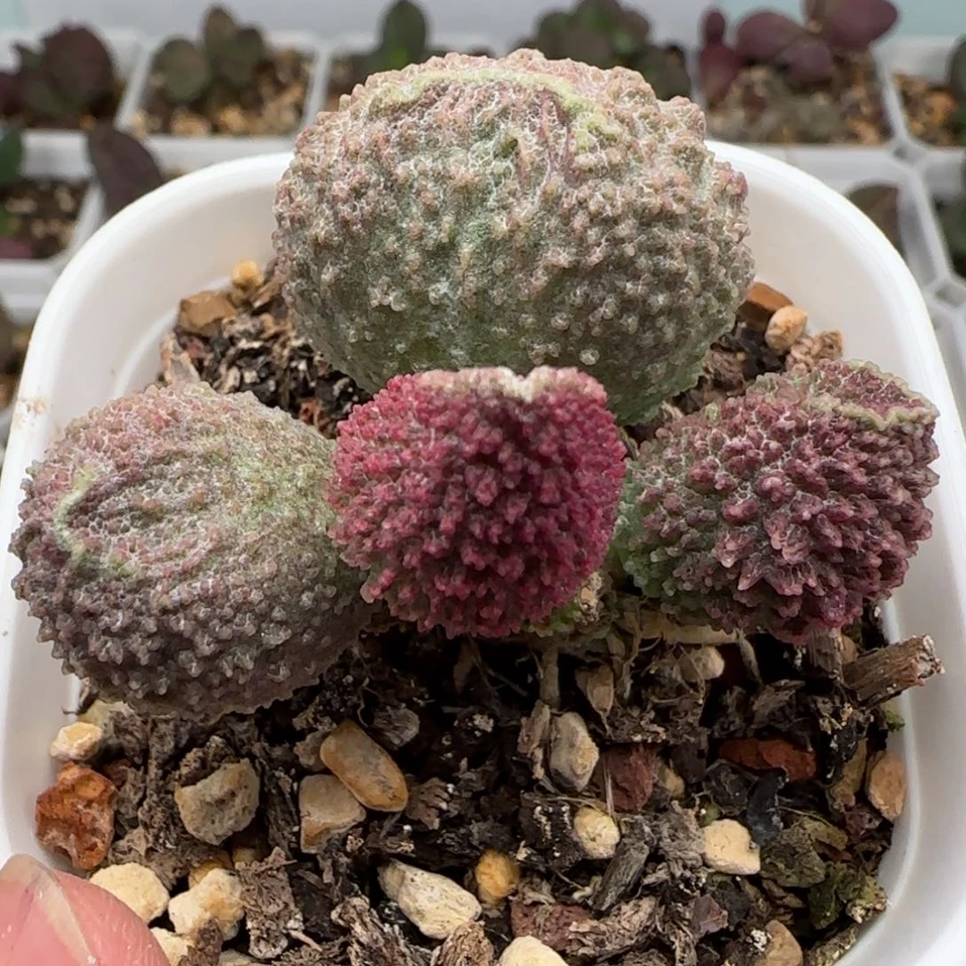 碗碗水泡多肉植物