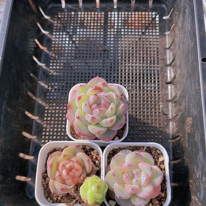 花时光精品多肉64