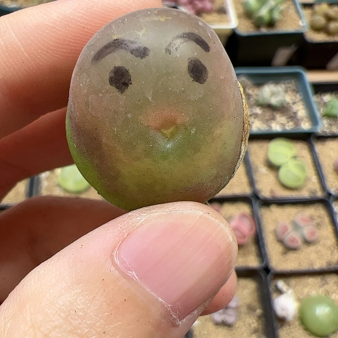 【闪购商品】116 缀