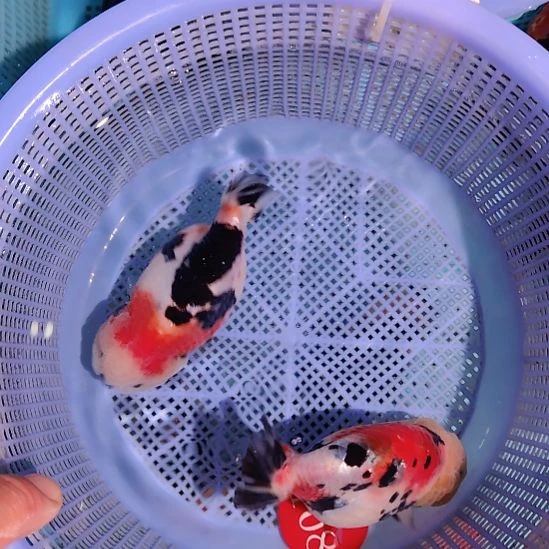 金鱼108兰寿两只特价顺丰包邮