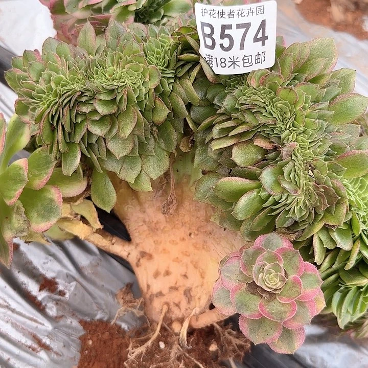 多肉法师海王缀化