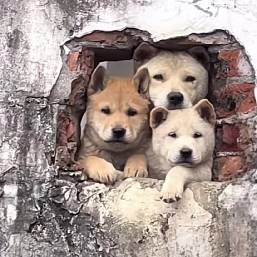 （小叶）广西田园犬直播专属链接，一物一拍
