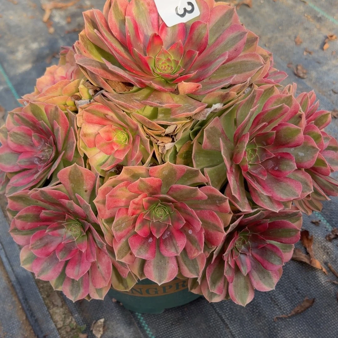 073大雨河多肉植物福利