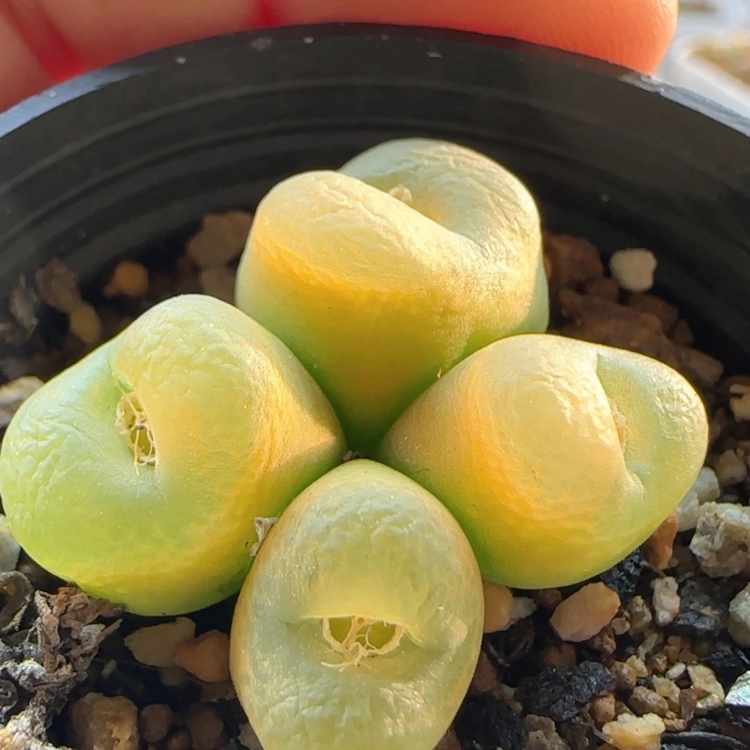 6293 大白多肉植物园