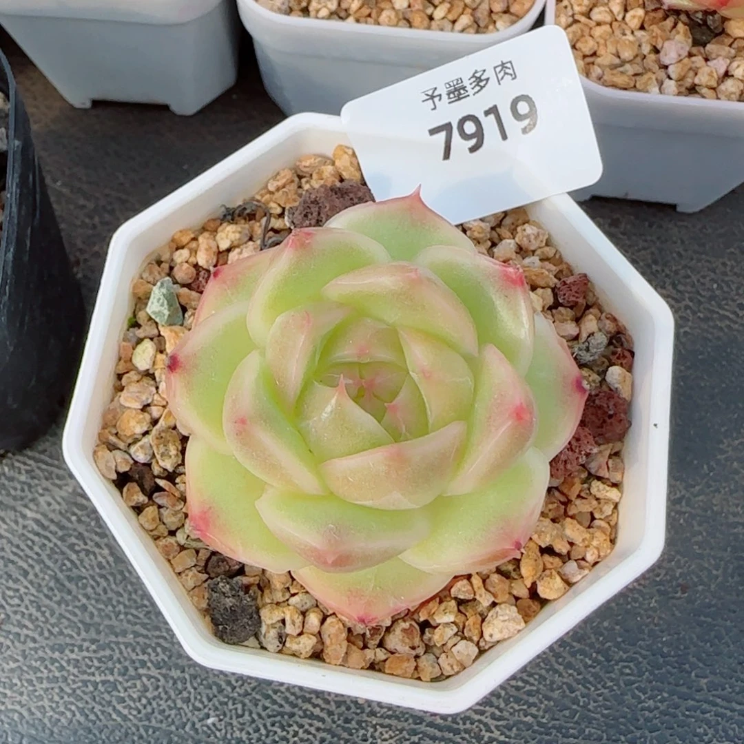 丹霞珍妮，7919多肉植物