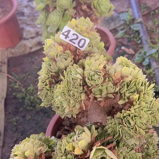 雪***使多肉植物一个绿玫瑰